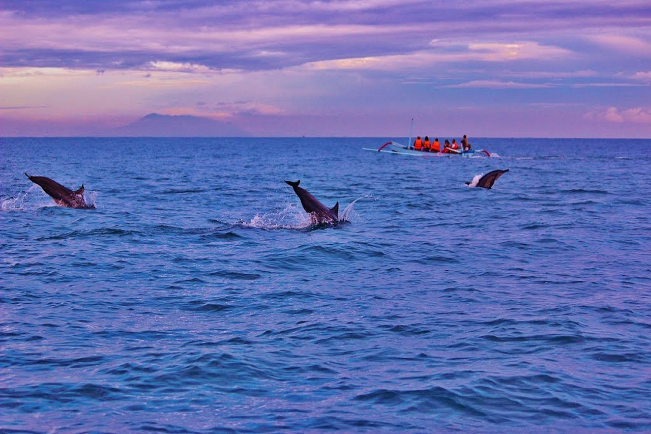 Круиз к дельфинам (Бали) (2 часа)
